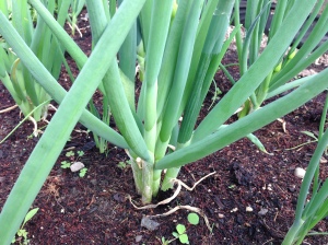 Green onions grown in bunches