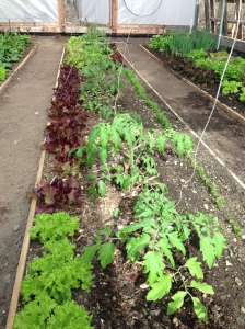 Tomatoes, Lettuce and Carrots