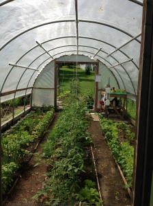 Entering from the rear of the hoop house.