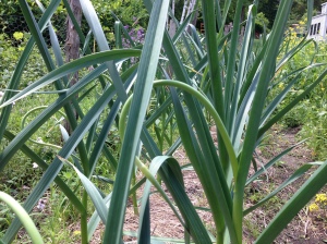 Garlic scapes almost ready
