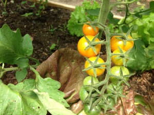 First tomatoes of the year, the Sun Golds