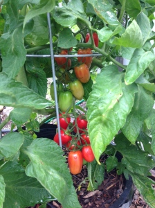 The Juliets for making sauce. A small paste tomato. I expect a lot from these plants this year.