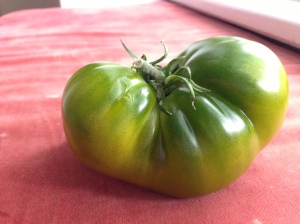 The first big tomato of the season! The Kiwi turned out to win the race.