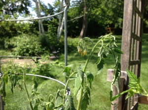 Wilting of new growth in tomatoes