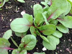 Red Kitten spinach with interesting red stems.