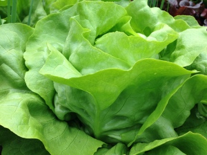 Butter head lettuce (var. Nancy) at perfection.
